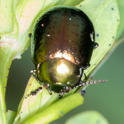 St. Johnswort Beetle (Chrysolina hyperici)