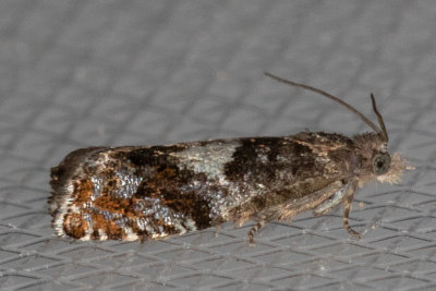 3312 (Epinotia momonana)