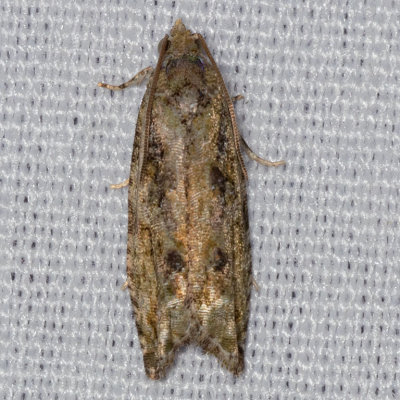 3230 Maple Twig Borer Moth  (Proteoteras aesculana)