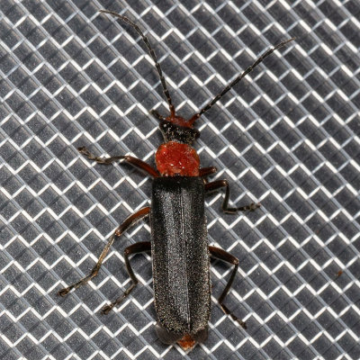 Soldier Beetle (Podabrus)