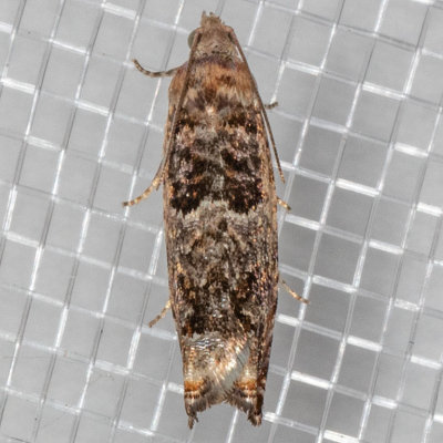 3308 Epinotia albangulana