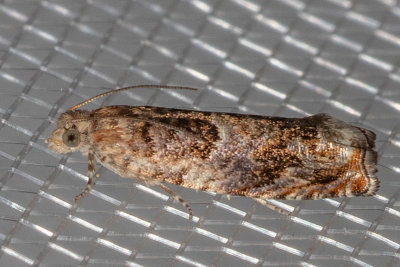3308 Epinotia albangulana