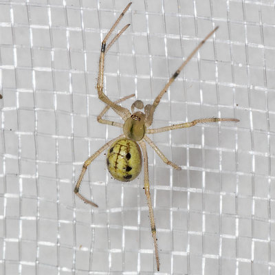 (Enoplognatha ovata) Cobweb Spider
