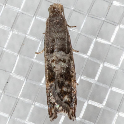 3312 (Epinotia momonana)