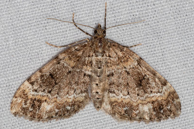 7317 (Perizoma grandis)