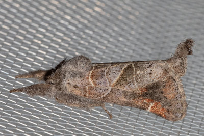 7901 Apical Prominent (Clostera apicalis)