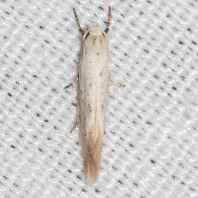 1081 Elachista epimicta (Elachista epimicta)