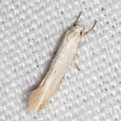 1081  Elachista epimicta     (Elachista epimicta)