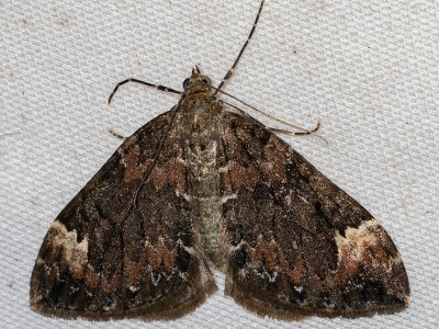 7182 Dark Marbled Carpet (Dysstroma citrata)