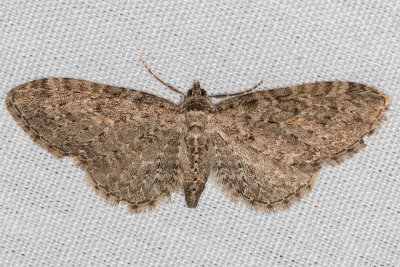 7480 (Eupithecia bryanti)