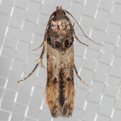 1615 Sweetclover Root Borer Moth    (Walshia miscecolorella)