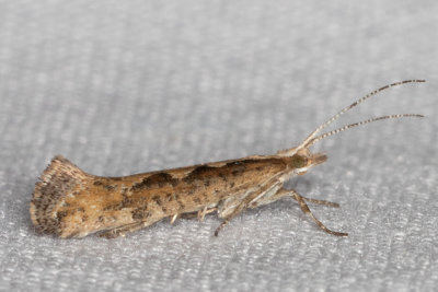 2366 Diamondback Moth (Plutella xylostella)