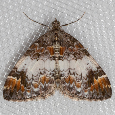7186 (Dysstroma ochrofuscaria)