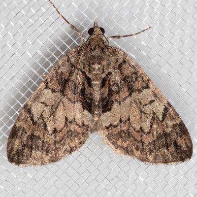 Hydriomena