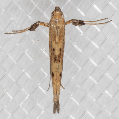 0640 Caloptilia strictella (Caloptilia strictella)(T)