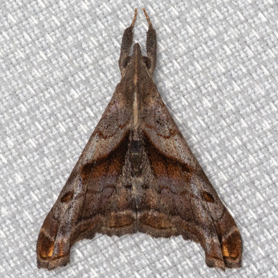 8397 Dark-spotted Palthis (Palthis angulalis)