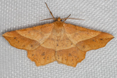 6737 Mottled Euchlaena (Euchlaena tigrinaria)