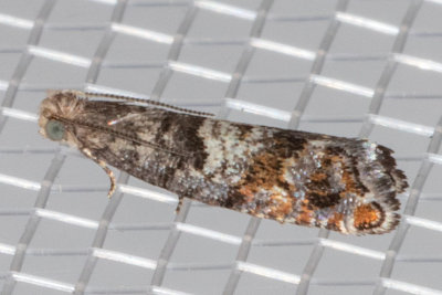 3312 (Epinotia momonana)