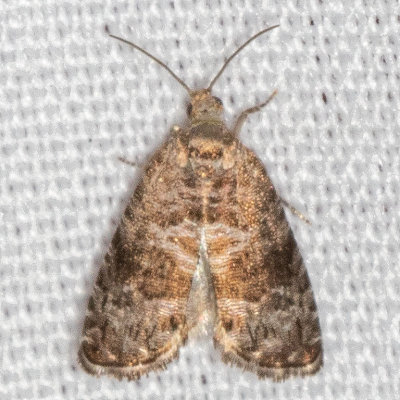 3312 (Epinotia momonana)
