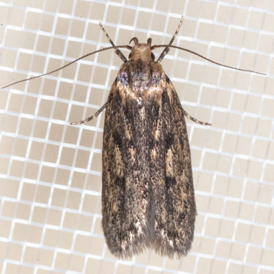 1064 Brown House Moth (Hofmannophila pseudospretella) photo - Joseph V ...