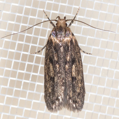 1064 Brown House Moth (Hofmannophila pseudospretella)
