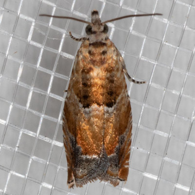 3313 (Epinotia terracoctana)
