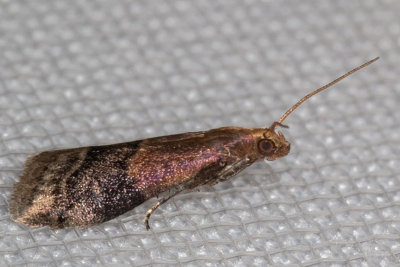 5999 Broad-banded Eulogia Moth (Eulogia ochrifrontella)