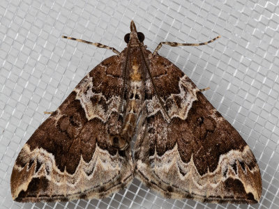 7207 Northwestern Phoenix moth (Eulithis xylina)