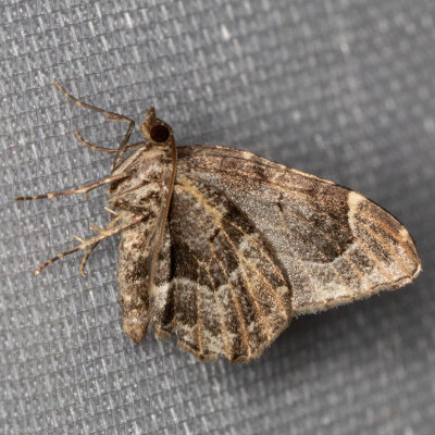 7221 (Ceratodalia gueneata)