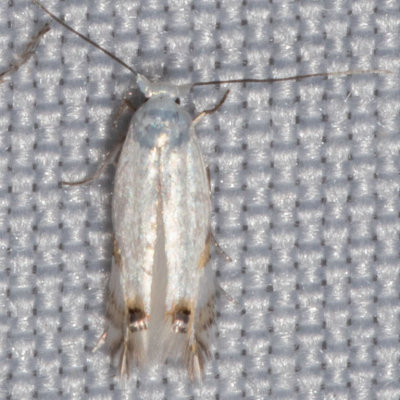 0475 Cottonwood Leafminer Moth (Paraleucoptera albella)