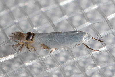 0475 Cottonwood Leafminer Moth    (Paraleucoptera albella)