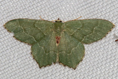 7083 Common Emerald (Hemithea aestivaria)