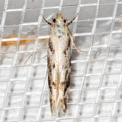 1826 Orange Spruce Needleminer Moth (Coleotechnites piceaella)