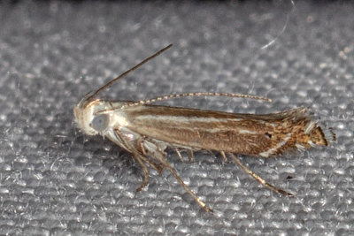 1694 (Isophrictis magnella) (T)