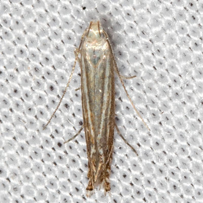 1694 (Isophrictis magnella) (T)