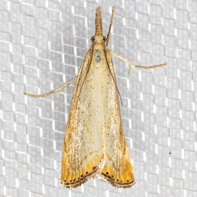 5399 Lesser Vagabond Sod Webworm (Agriphila ruricolellus)