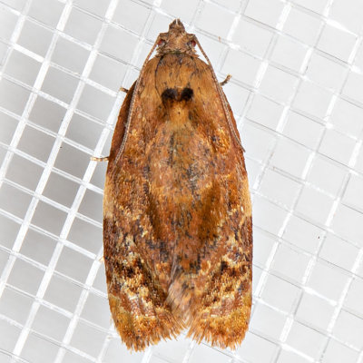 3692 Apricot moth    (Ditula angustiorana)