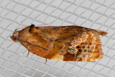 3692 Apricot moth    (Ditula angustiorana)