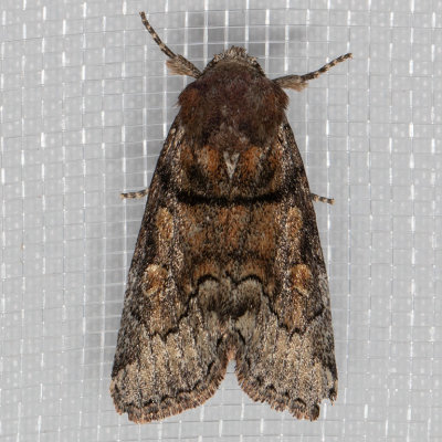 9814 (Cosmia praeacuta)