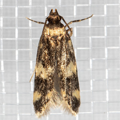 1134 Four-spotted Yellowneck Moth (Oegoconia novimundi)