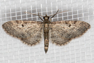 7476 (Eupithecia misturata)