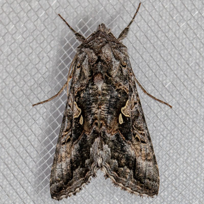8914 Alfalfa Looper Moth (Autographa californica)