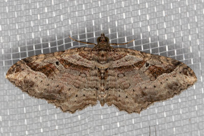 Bent-line Carpet (Costaconvexa centrostrigaria)