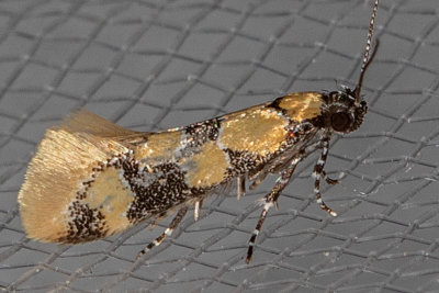 1045 Decantha stonda (Decantha stonda)