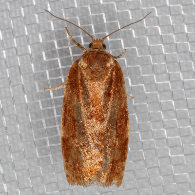 3639-46 (Choristoneura fumiferana group)