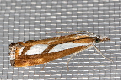 5408 Two-banded Catoptria (Catoptria latiradiellus)