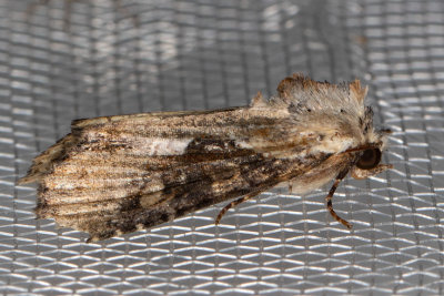 9385.1 Double Lobed Moth (Lateroligia ophiogramma)