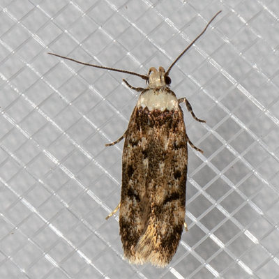 1067 White-shouldered House-Moth (Endrosis sarcitrella)