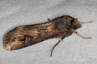 10663 Ipsilon Dart (Agrotis ipsilon)