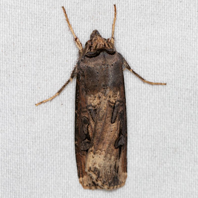 10663 Ipsilon Dart (Agrotis ipsilon)